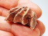 Neoceratodus africanus - CENOMANIEN - Kem Kem - MAROC