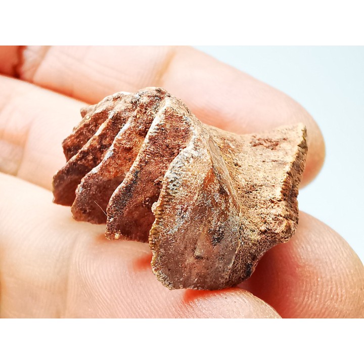 Neoceratodus africanus - CENOMANIAN - Kem Kem - Morocco