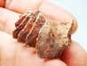 Neoceratodus africanus - CENOMANIAN - Kem Kem - Morocco