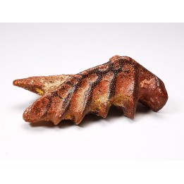 Neoceratodus africanus - CENOMANIAN - Kem Kem - Morocco