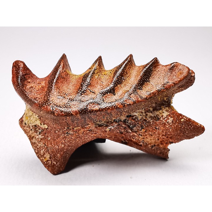 Neoceratodus africanus - CENOMANIAN - Kem Kem - Morocco