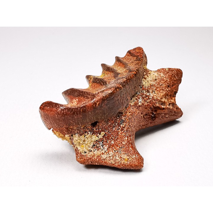 Neoceratodus africanus - CENOMANIAN - Kem Kem - Morocco
