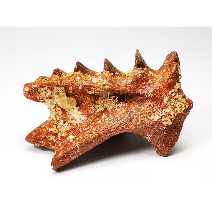 Neoceratodus africanus - CENOMANIAN - Kem Kem - Morocco
