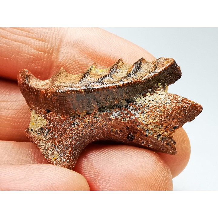 Neoceratodus africanus - CENOMANIEN - Kem Kem - MAROC