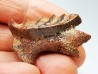Neoceratodus africanus - CENOMANIEN - Kem Kem - MAROC