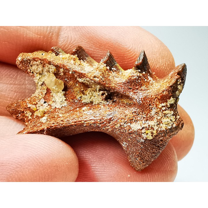 Neoceratodus africanus - CENOMANIAN - Kem Kem - Morocco