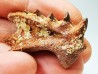 Neoceratodus africanus - CENOMANIAN - Kem Kem - Morocco