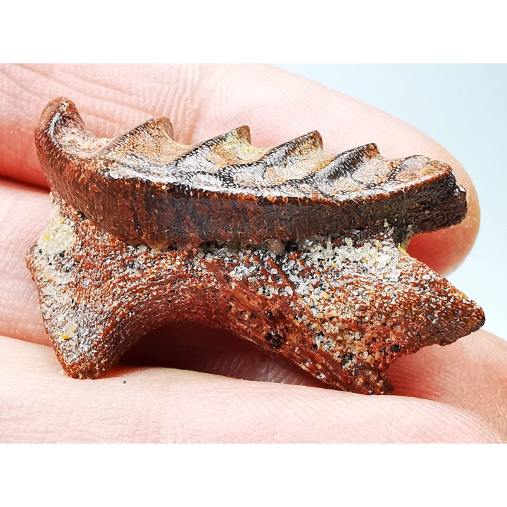 Neoceratodus africanus - CENOMANIAN - Kem Kem - Morocco