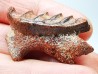 Neoceratodus africanus - CENOMANIEN - Kem Kem - MAROC