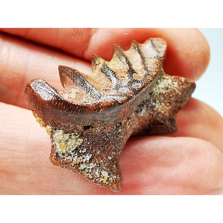 Neoceratodus africanus - CENOMANIEN - Kem Kem - MAROC