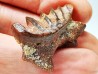 Neoceratodus africanus - CENOMANIEN - Kem Kem - MAROC
