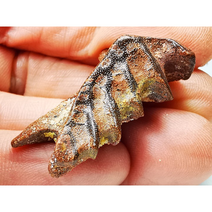 Neoceratodus africanus - CENOMANIAN - Kem Kem - Morocco