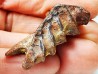Neoceratodus africanus - CENOMANIAN - Kem Kem - Morocco