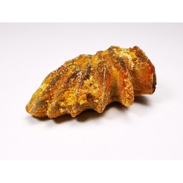 Neoceratodus africanus - CENOMANIAN - Kem Kem - Morocco
