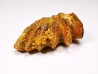 Neoceratodus africanus - CENOMANIEN - Kem Kem - MAROC