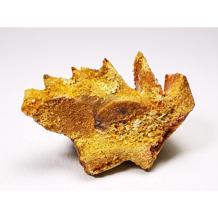 Neoceratodus africanus - CENOMANIEN - Kem Kem - MAROC