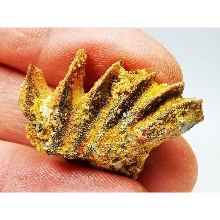 Neoceratodus africanus - CENOMANIEN - Kem Kem - MAROC
