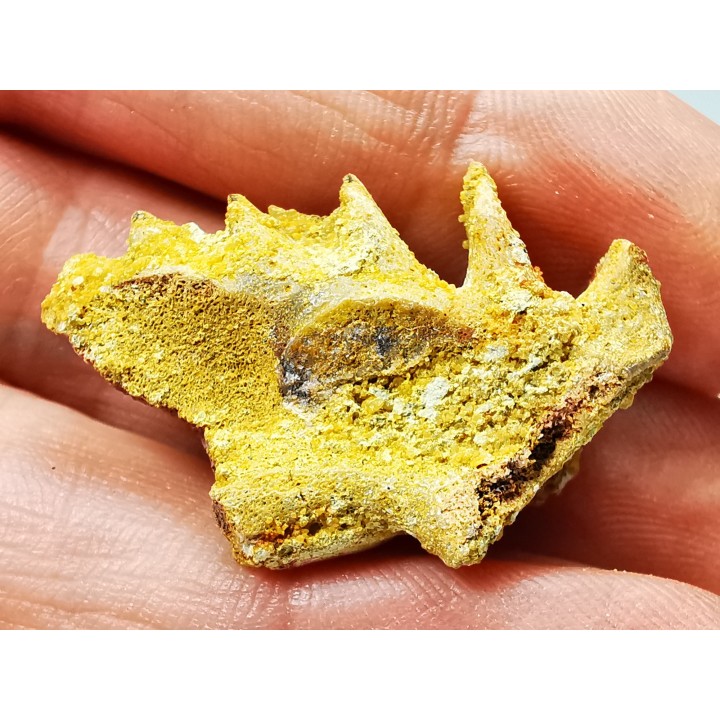Neoceratodus africanus - CENOMANIEN - Kem Kem - MAROC