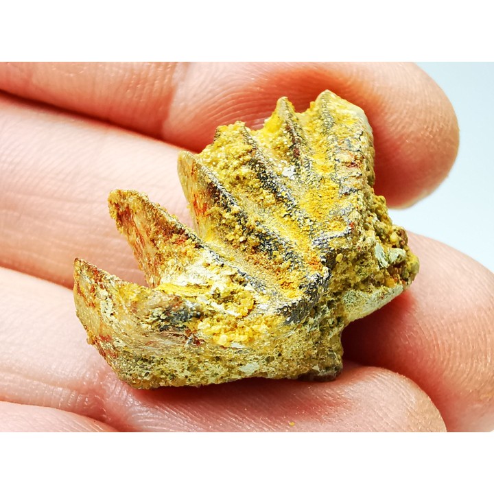 Neoceratodus africanus - CENOMANIEN - Kem Kem - MAROC