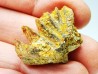 Neoceratodus africanus - CENOMANIEN - Kem Kem - MAROC