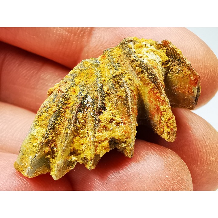 Neoceratodus africanus - CENOMANIEN - Kem Kem - MAROC
