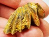 Neoceratodus africanus - CENOMANIEN - Kem Kem - MAROC