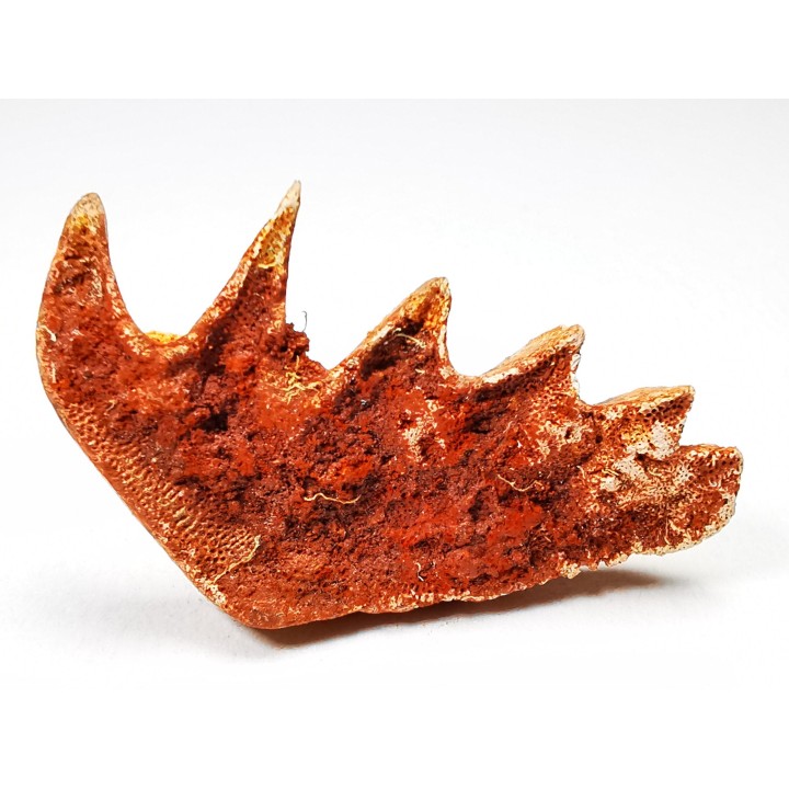 Neoceratodus africanus - CENOMANIAN - Kem Kem - Morocco
