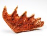 Neoceratodus africanus - CENOMANIAN - Kem Kem - Morocco