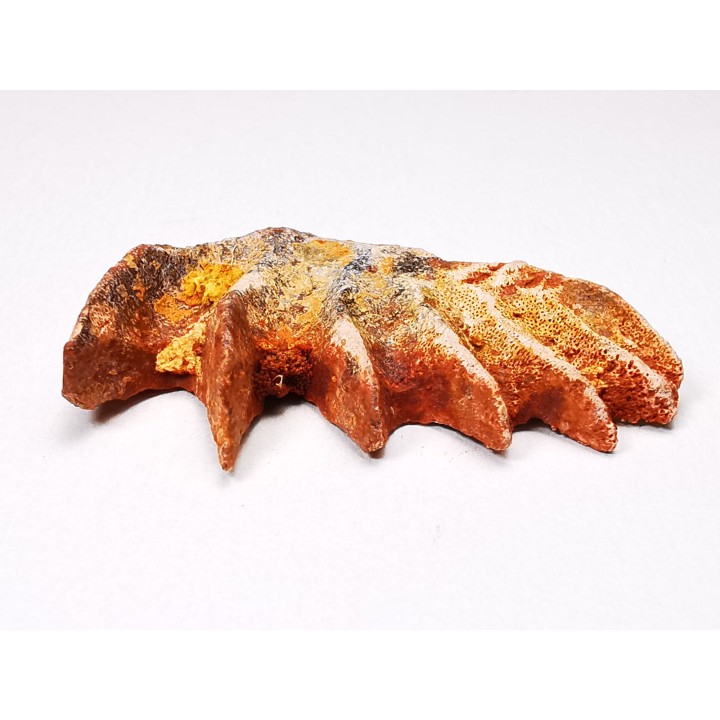 Neoceratodus africanus - CENOMANIAN - Kem Kem - Morocco