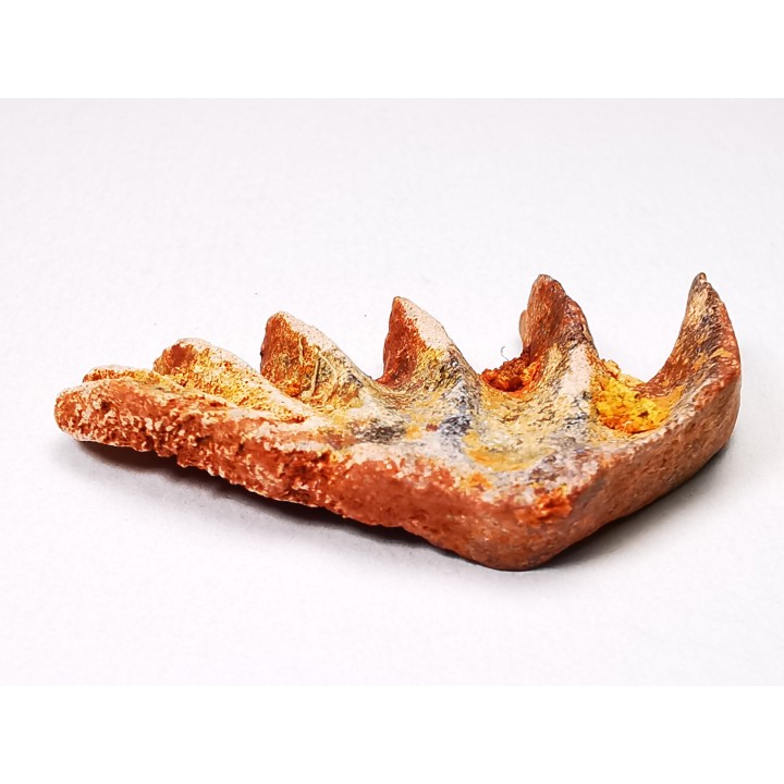 Neoceratodus africanus - CENOMANIAN - Kem Kem - Morocco