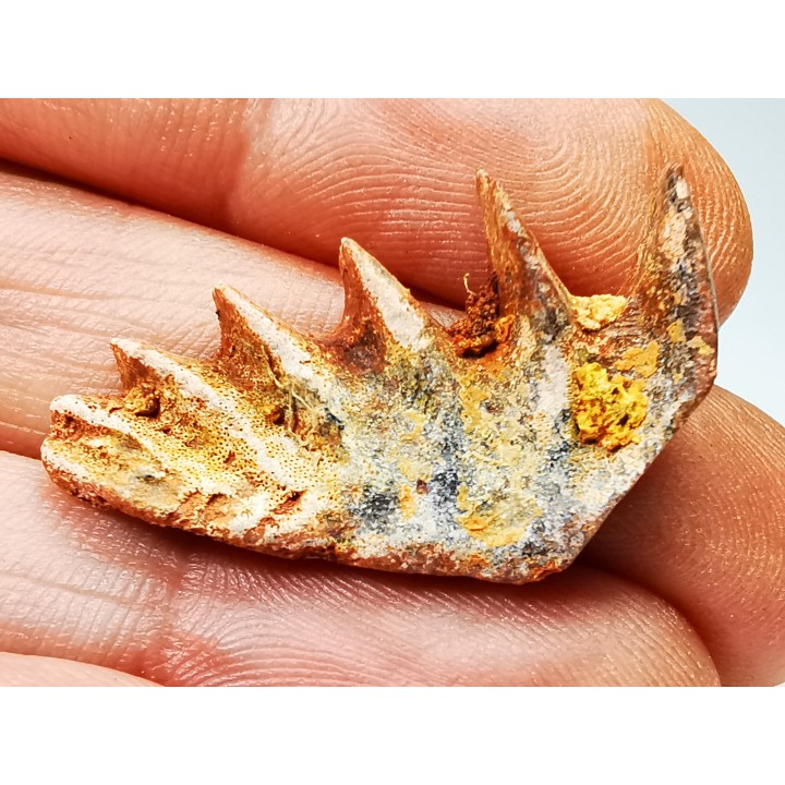 Neoceratodus africanus - CENOMANIAN - Kem Kem - Morocco