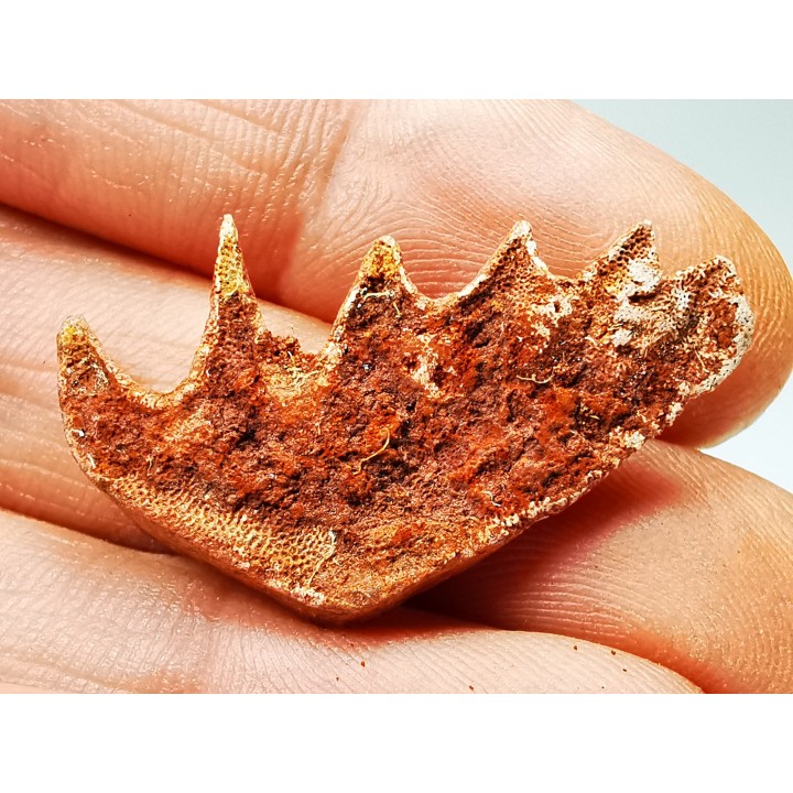 Neoceratodus africanus - CENOMANIEN - Kem Kem - MAROC