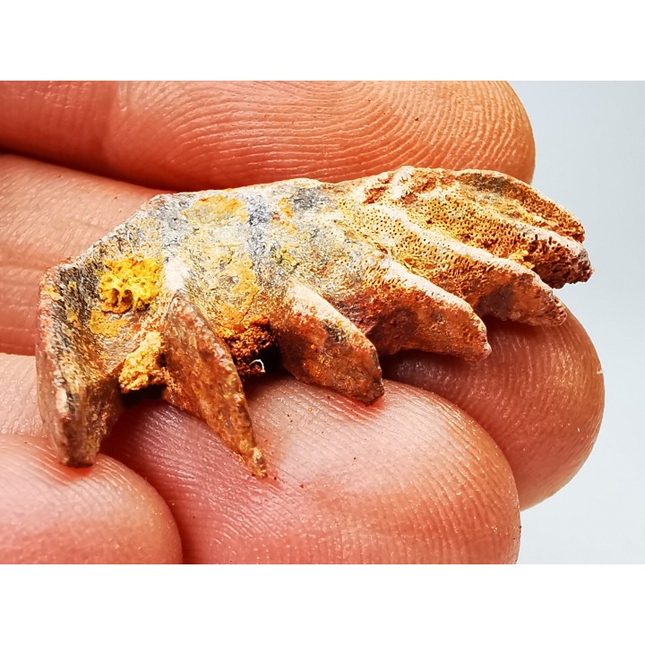 Neoceratodus africanus - CENOMANIAN - Kem Kem - Morocco