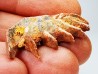 Neoceratodus africanus - CENOMANIAN - Kem Kem - Morocco