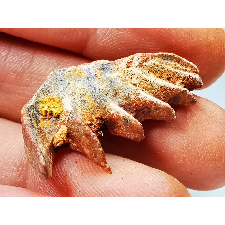 Neoceratodus africanus - CENOMANIAN - Kem Kem - Morocco