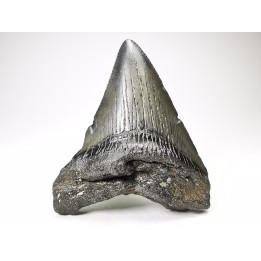 shark teeth: Carcharodon megalodon - Miocene (USA)