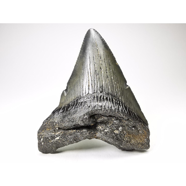 Dent de requin: Carcharodon megalodon, Miocène (USA)