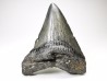 shark teeth: Carcharodon megalodon - Miocene (USA)