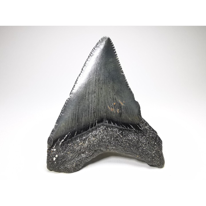shark teeth: Carcharodon megalodon - Miocene (USA)