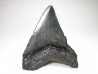 shark teeth: Carcharodon megalodon - Miocene (USA)