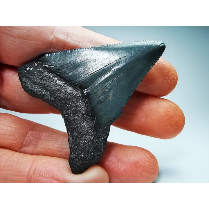 shark teeth: Carcharodon megalodon - Miocene (USA)