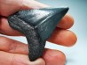 Dent de requin: Carcharodon megalodon, Miocène (USA)