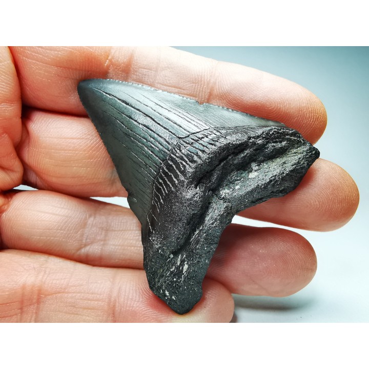 Dent de requin: Carcharodon megalodon, Miocène (USA)
