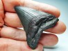 Dent de requin: Carcharodon megalodon, Miocène (USA)
