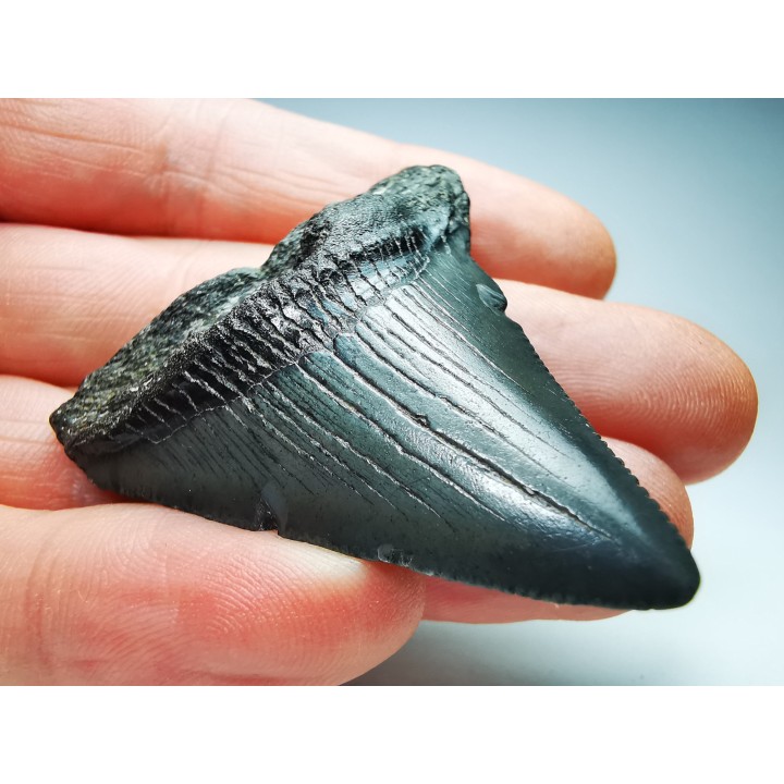 shark teeth: Carcharodon megalodon - Miocene (USA)