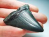 shark teeth: Carcharodon megalodon - Miocene (USA)