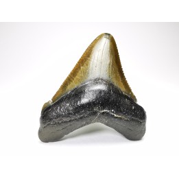 Dent de requin: Carcharodon megalodon, Miocène (USA)