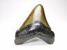 shark teeth: Carcharodon megalodon - Miocene (USA)