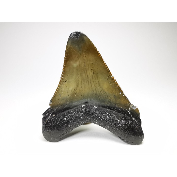 Dent de requin: Carcharodon megalodon, Miocène (USA)