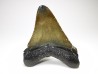 Dent de requin: Carcharodon megalodon, Miocène (USA)